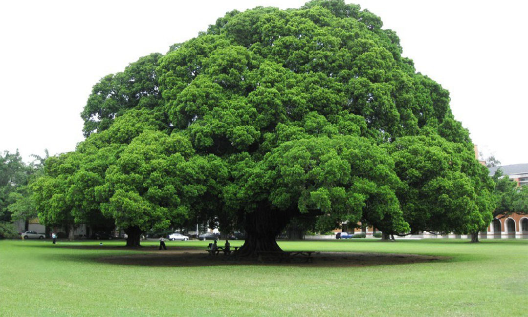 常熟金榕树服务号代运营案例